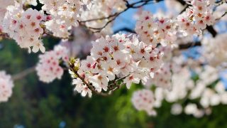 大学生の春休みにやること17選！！ダメな過ごし方・後悔しない過ごし方を解説！